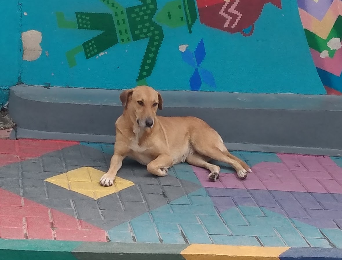 A picture of a dog