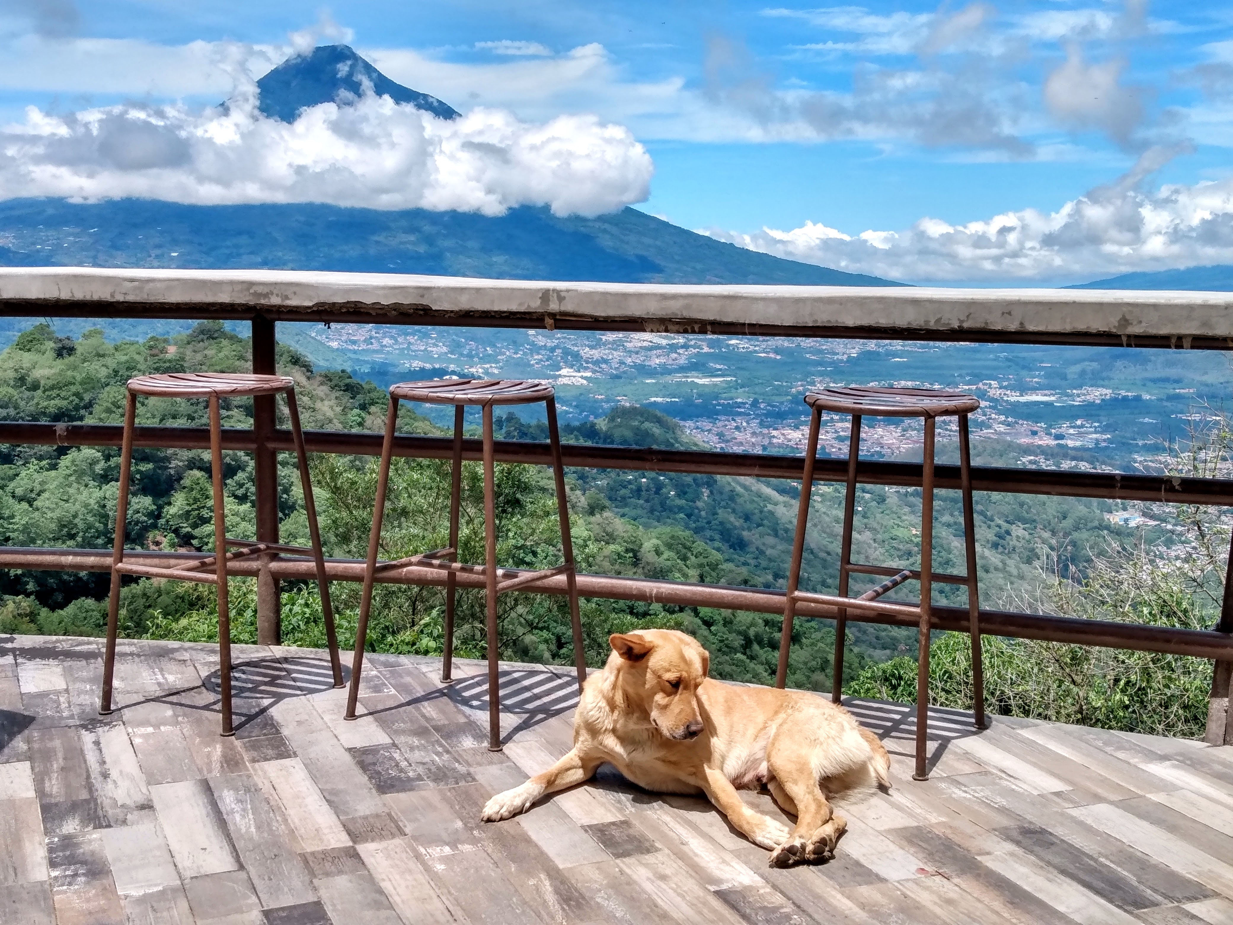 A picture of a dog with a volcano in the background
