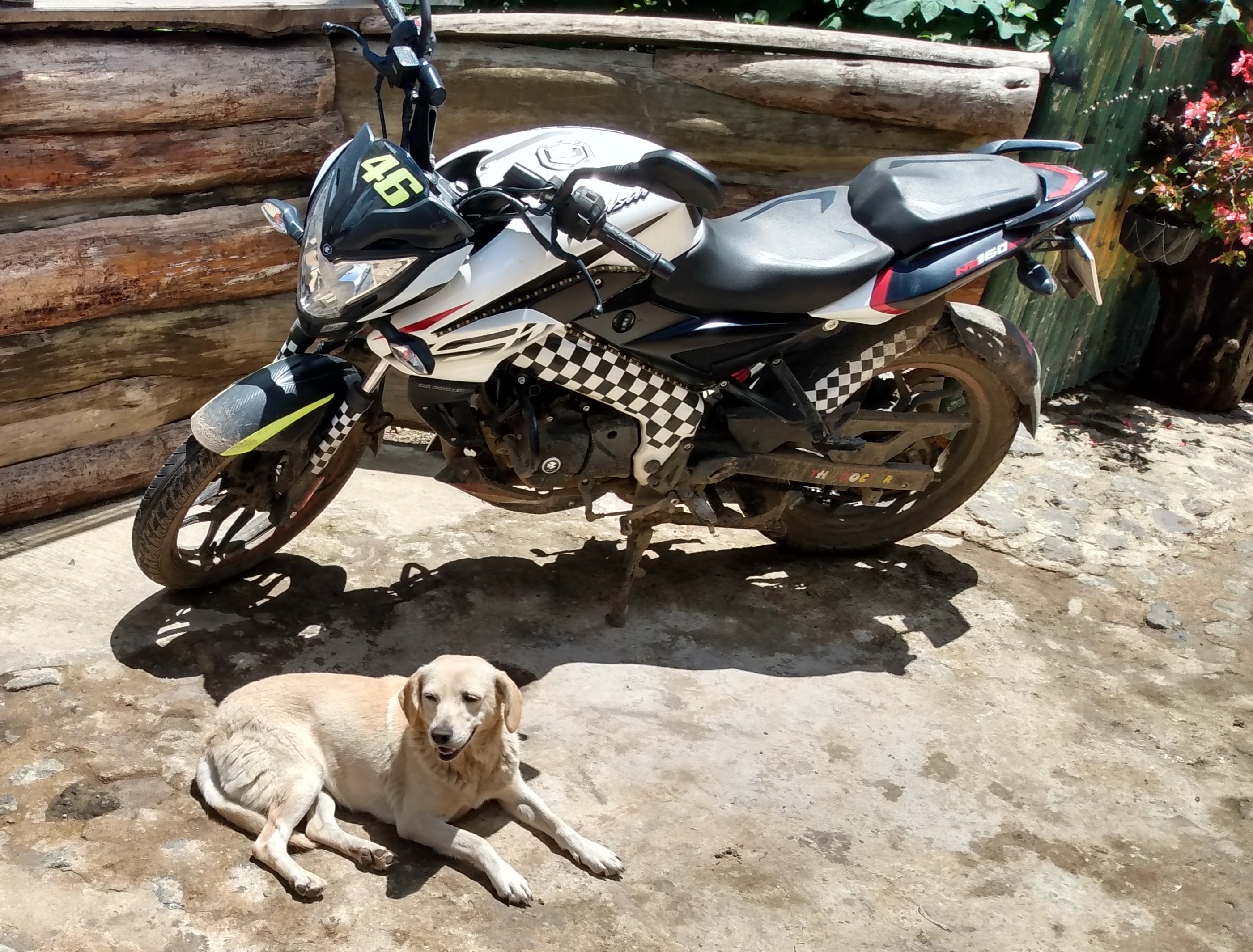 A picture of a dog with a motorcycle in the background